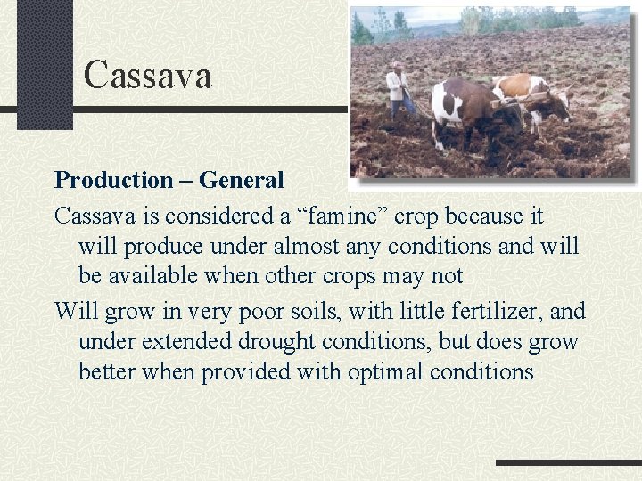 Cassava Production – General Cassava is considered a “famine” crop because it will produce