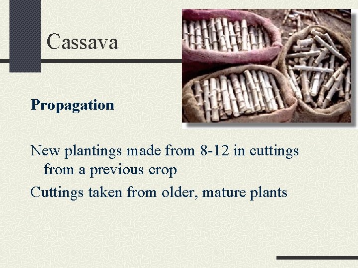 Cassava Propagation New plantings made from 8 -12 in cuttings from a previous crop