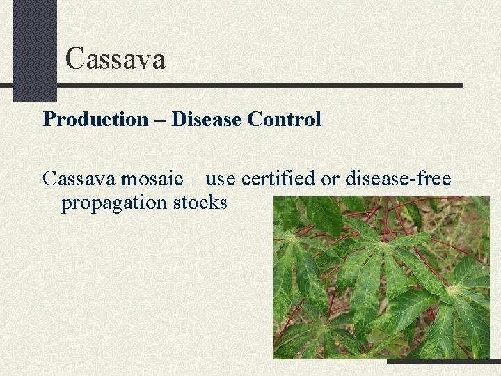 Cassava Production – Disease Control Cassava mosaic – use certified or disease-free propagation stocks