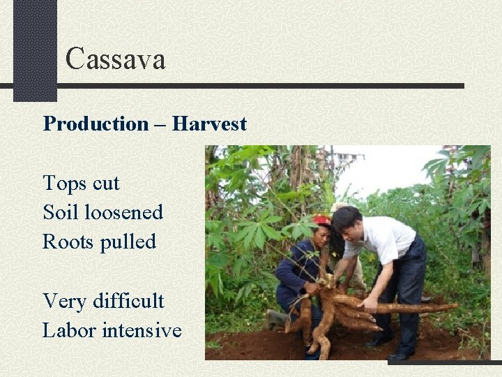 Cassava Production – Harvest Tops cut Soil loosened Roots pulled Very difficult Labor intensive