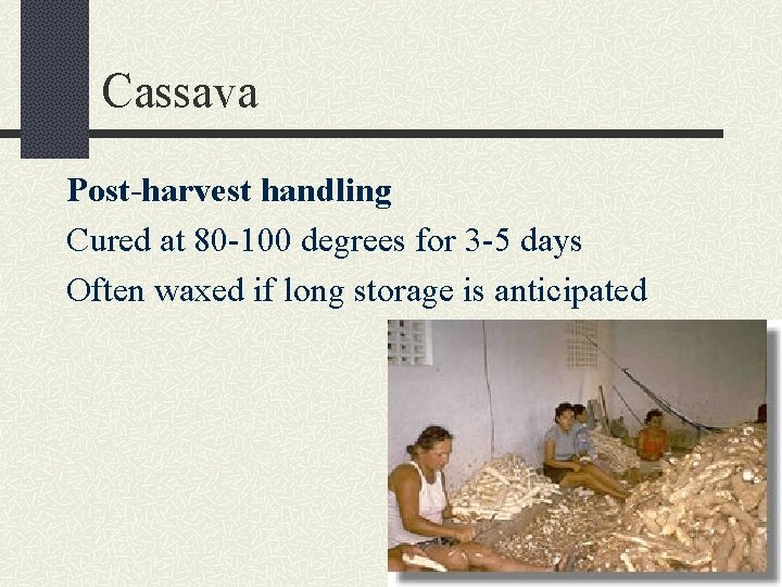 Cassava Post-harvest handling Cured at 80 -100 degrees for 3 -5 days Often waxed