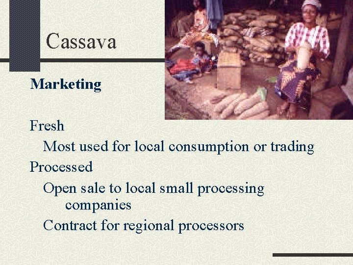 Cassava Marketing Fresh Most used for local consumption or trading Processed Open sale to