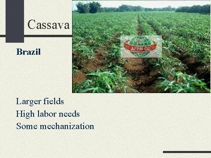 Cassava Brazil Larger fields High labor needs Some mechanization 