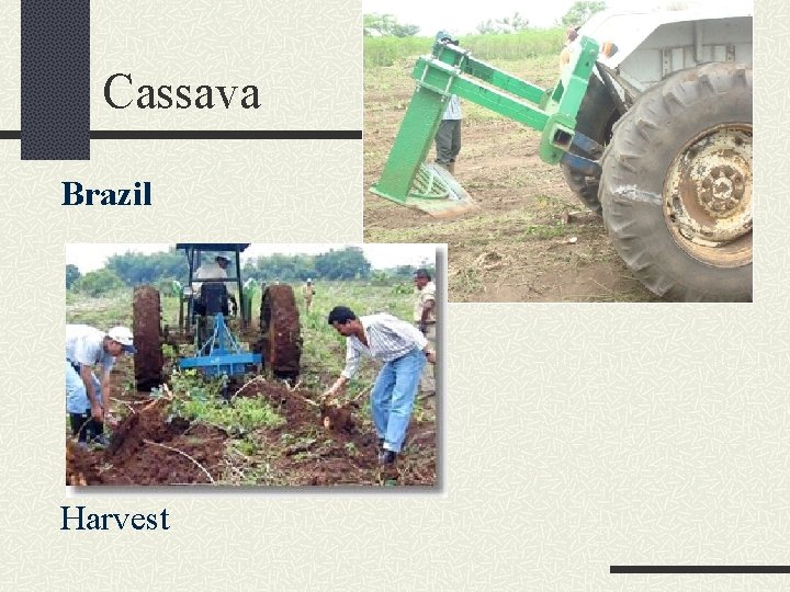 Cassava Brazil Harvest 