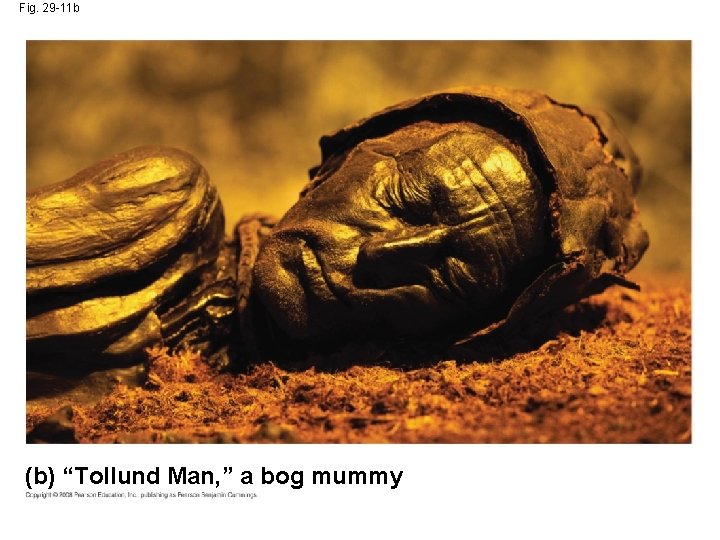 Fig. 29 -11 b (b) “Tollund Man, ” a bog mummy 