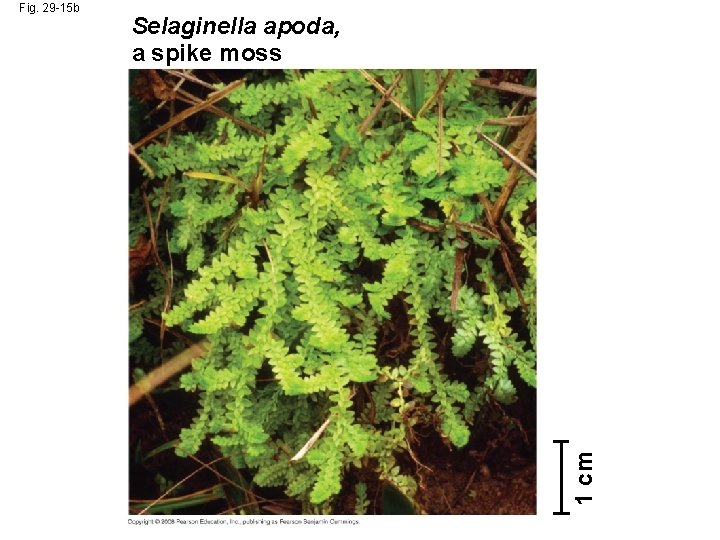 Selaginella apoda, a spike moss 1 cm Fig. 29 -15 b 