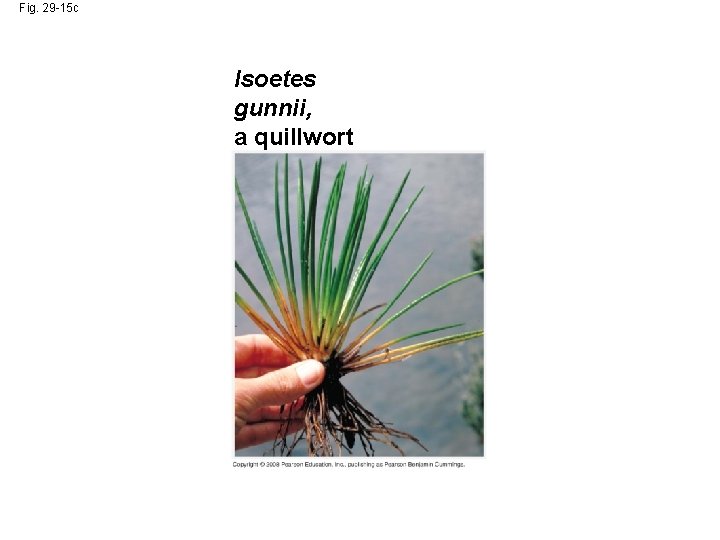 Fig. 29 -15 c Isoetes gunnii, a quillwort 