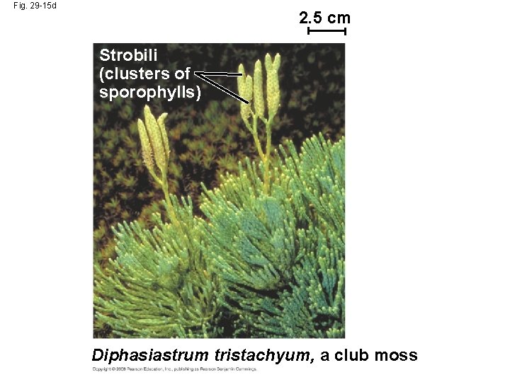Fig. 29 -15 d 2. 5 cm Strobili (clusters of sporophylls) Diphasiastrum tristachyum, a