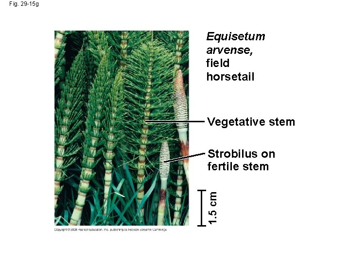 Fig. 29 -15 g Equisetum arvense, field horsetail Vegetative stem 1. 5 cm Strobilus