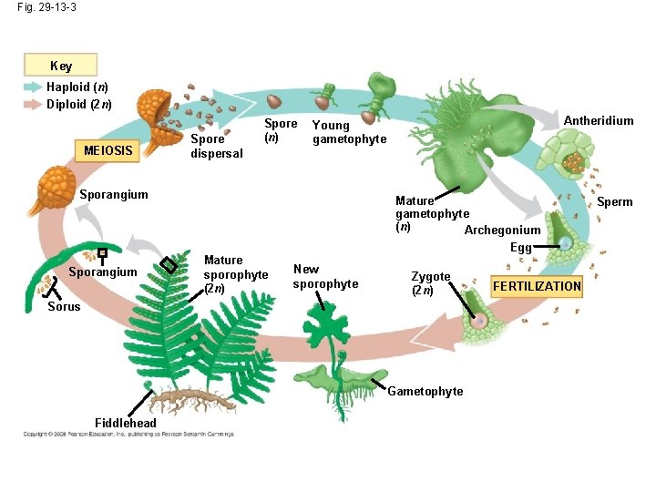 Fig. 29 -13 -3 Key Haploid (n) Diploid (2 n) MEIOSIS Spore dispersal Spore