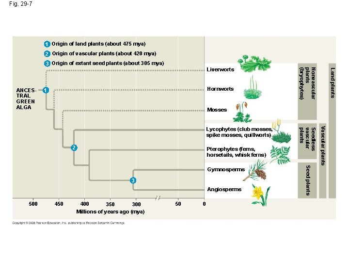 Fig. 29 -7 1 Origin of land plants (about 475 mya) 2 Origin of