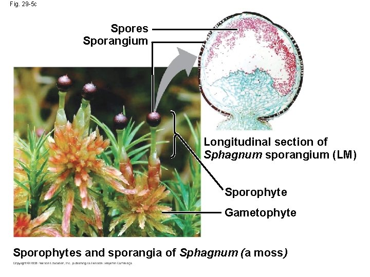 Fig. 29 -5 c Spores Sporangium Longitudinal section of Sphagnum sporangium (LM) Sporophyte Gametophyte