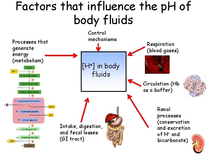 Factors that influence the p. H of body fluids Processes that generate energy (metabolism)