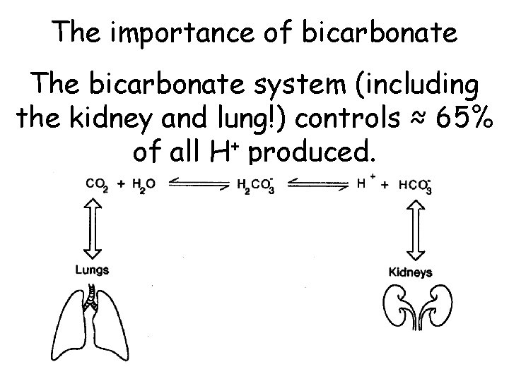 The importance of bicarbonate The bicarbonate system (including the kidney and lung!) controls ≈