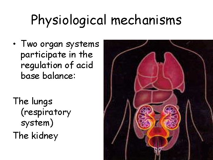 Physiological mechanisms • Two organ systems participate in the regulation of acid base balance: