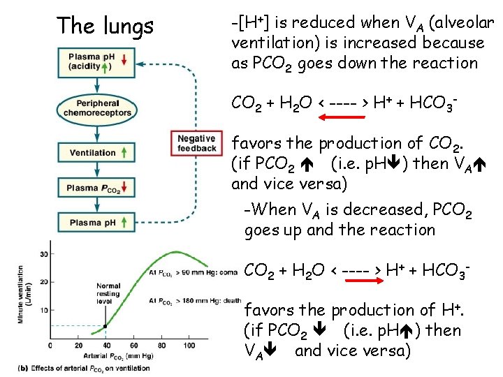 The lungs -[H+] is reduced when VA (alveolar ventilation) is increased because as PCO