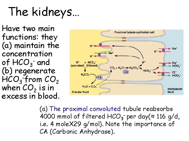 The kidneys… Have two main functions: they (a) maintain the concentration of HCO 3
