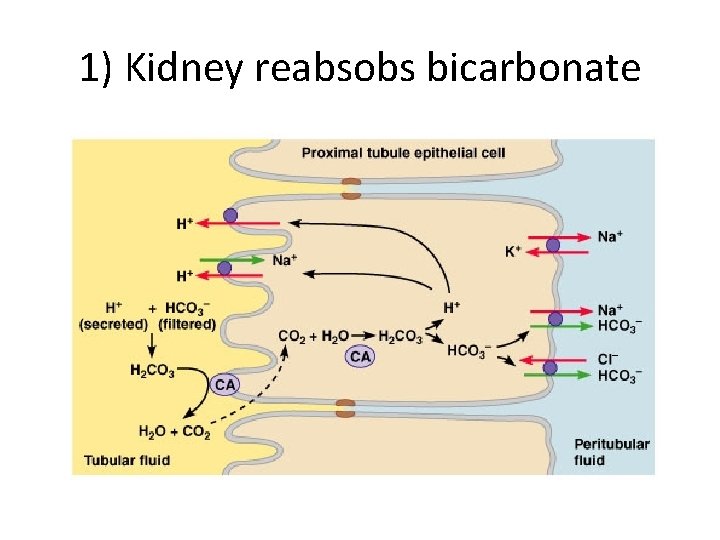 1) Kidney reabsobs bicarbonate 