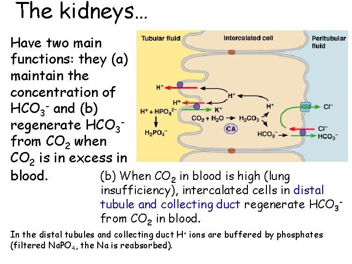 The kidneys… Have two main functions: they (a) maintain the concentration of HCO 3