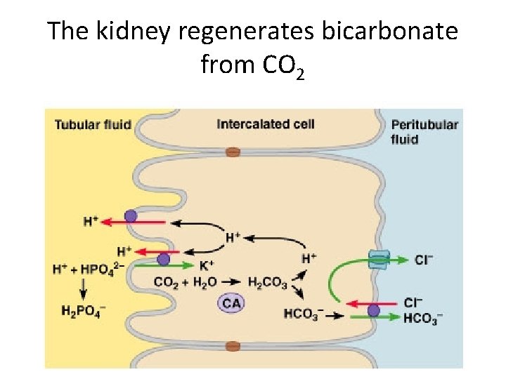 The kidney regenerates bicarbonate from CO 2 