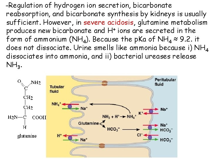 -Regulation of hydrogen ion secretion, bicarbonate reabsorption, and bicarbonate synthesis by kidneys is usually