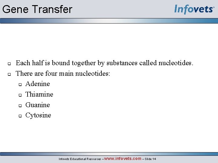 Gene Transfer q q Each half is bound together by substances called nucleotides. There