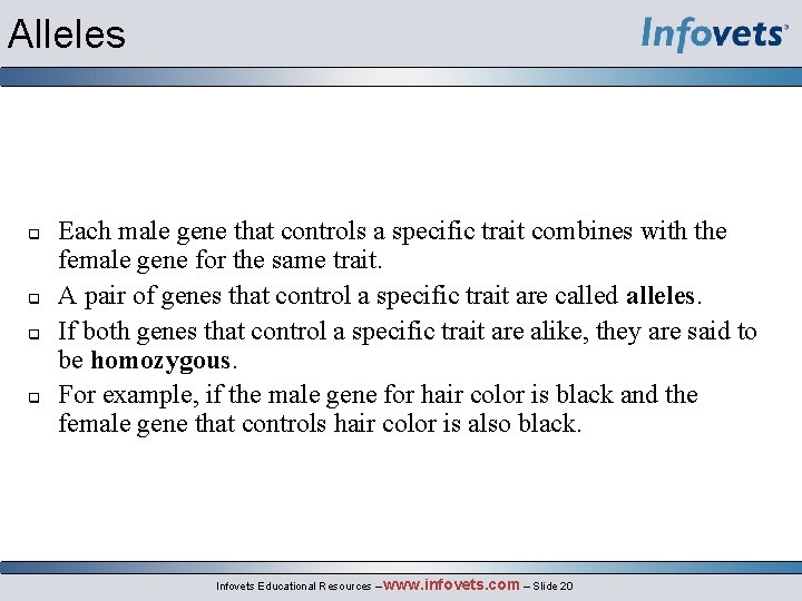 Alleles q q Each male gene that controls a specific trait combines with the