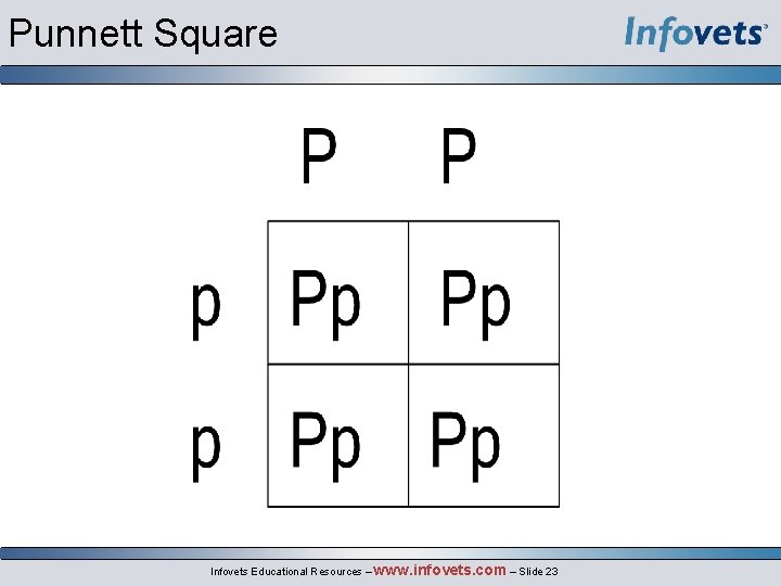 Punnett Square Infovets Educational Resources – www. infovets. com – Slide 23 