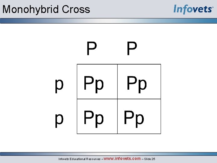 Monohybrid Cross Infovets Educational Resources – www. infovets. com – Slide 25 