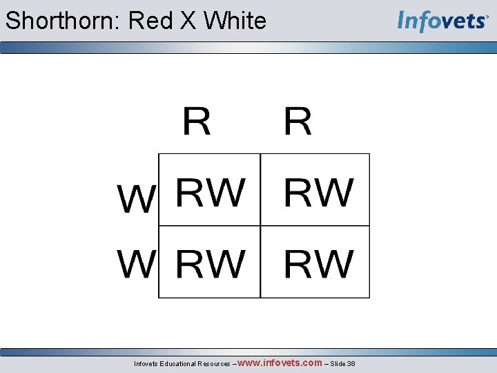 Shorthorn: Red X White Infovets Educational Resources – www. infovets. com – Slide 38