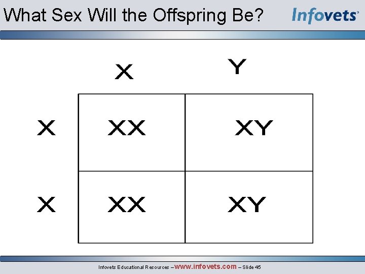 What Sex Will the Offspring Be? Infovets Educational Resources – www. infovets. com –