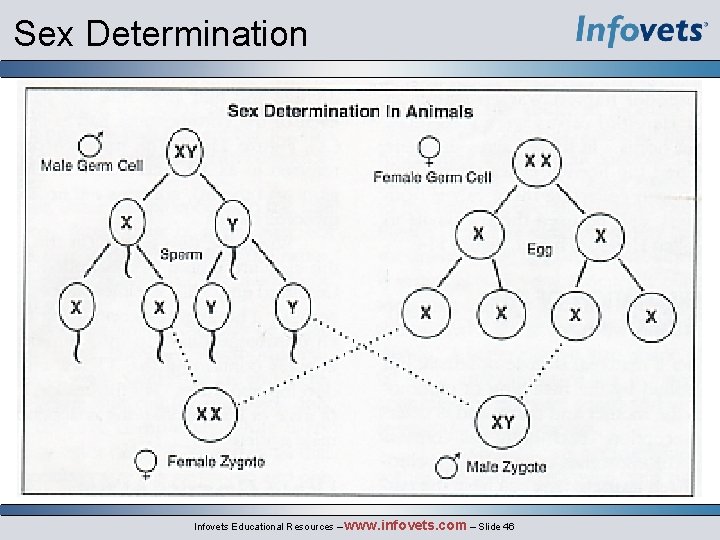 Sex Determination Infovets Educational Resources – www. infovets. com – Slide 46 