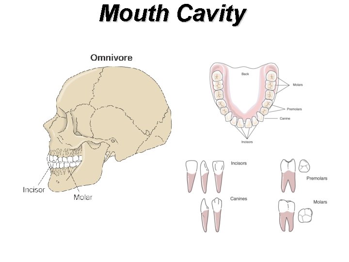 Mouth Cavity 