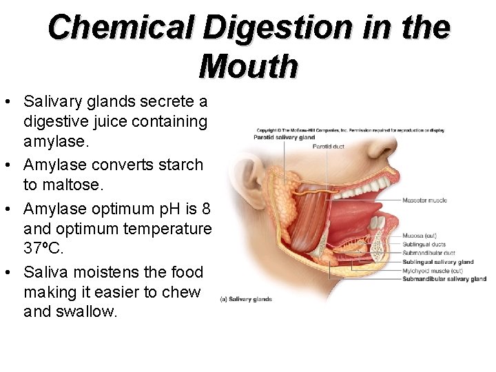 Chemical Digestion in the Mouth • Salivary glands secrete a digestive juice containing amylase.