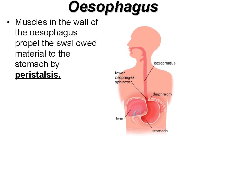 Oesophagus • Muscles in the wall of the oesophagus propel the swallowed material to