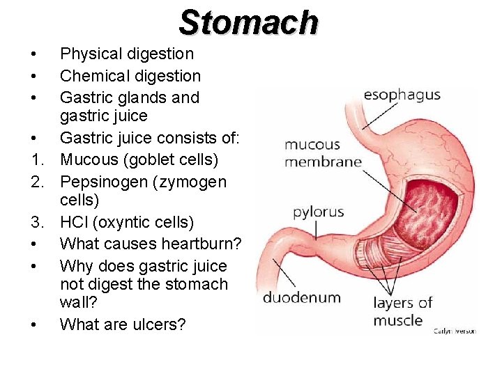 Stomach • • • Physical digestion Chemical digestion Gastric glands and gastric juice •