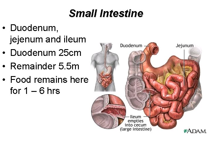 Small Intestine • Duodenum, jejenum and ileum • Duodenum 25 cm • Remainder 5.