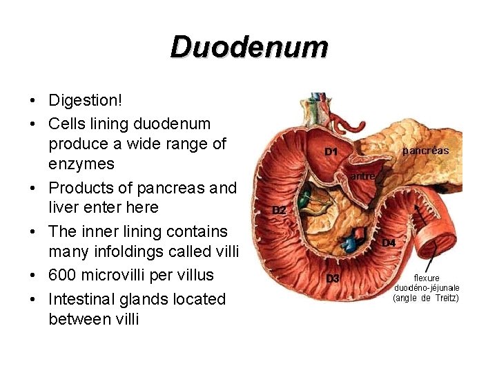 Duodenum • Digestion! • Cells lining duodenum produce a wide range of enzymes •