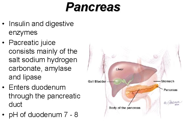 Pancreas • Insulin and digestive enzymes • Pacreatic juice consists mainly of the salt