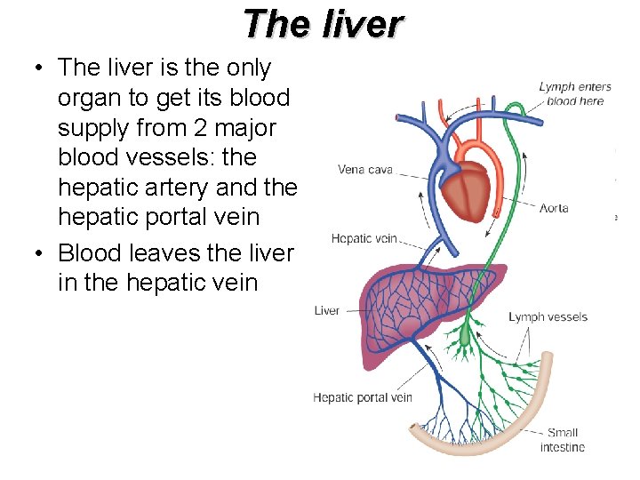 The liver • The liver is the only organ to get its blood supply