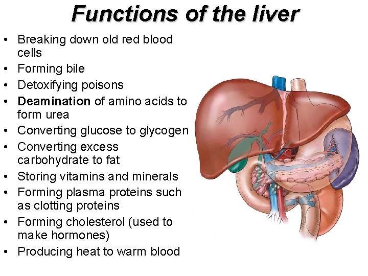 Functions of the liver • Breaking down old red blood cells • Forming bile