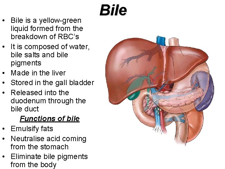  • Bile is a yellow-green liquid formed from the breakdown of RBC’s •