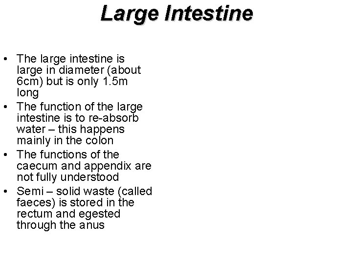 Large Intestine • The large intestine is large in diameter (about 6 cm) but
