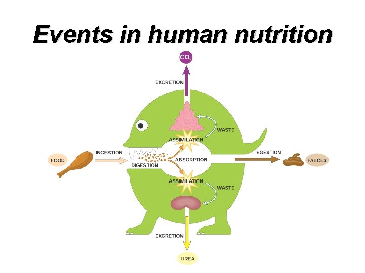 Events in human nutrition 