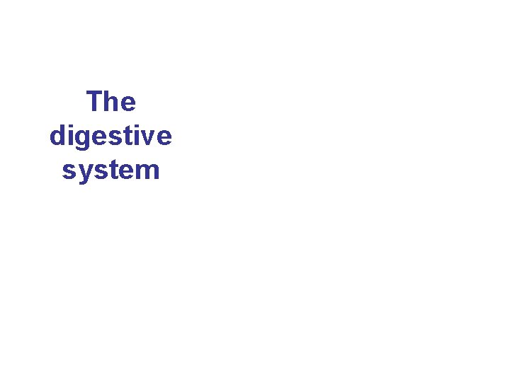 The digestive system 