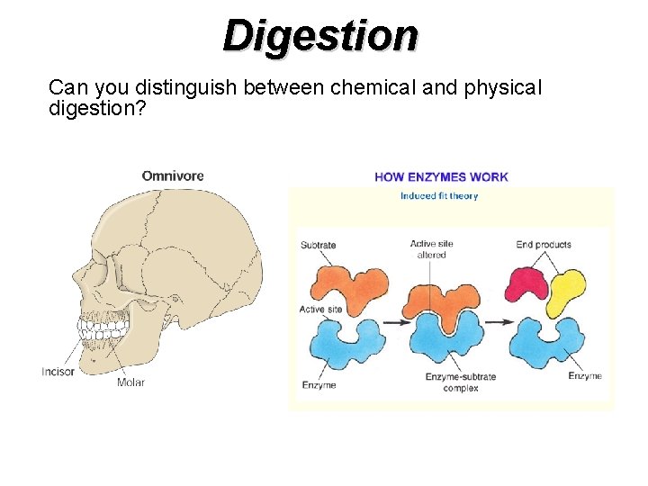 Digestion Can you distinguish between chemical and physical digestion? 