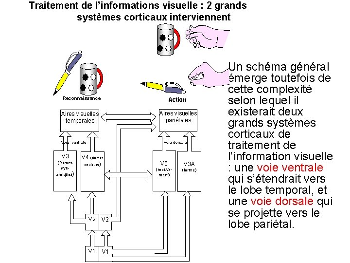 Traitement de l’informations visuelle : 2 grands systèmes corticaux interviennent Reconnaissance Action Aires visuelles