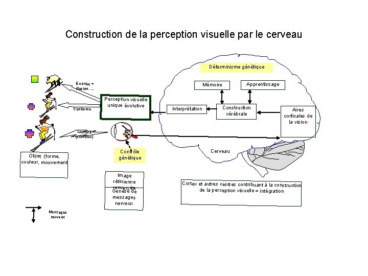 Construction de la perception visuelle par le cerveau Déterminisme génétique Erronée = illusion, .