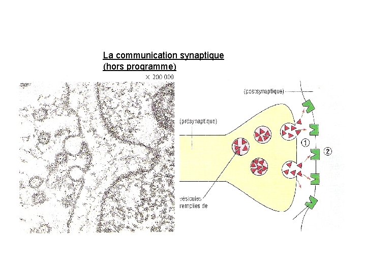 La communication synaptique (hors programme) 