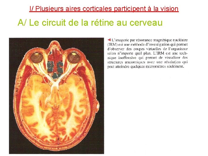 I/ Plusieurs aires corticales participent à la vision A/ Le circuit de la rétine